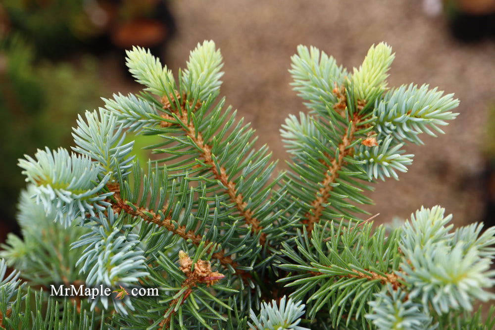 - Picea pungens ‘Globosa' Dwarf Colorado Blue Spruce - Mr Maple │ Buy Japanese Maple Trees