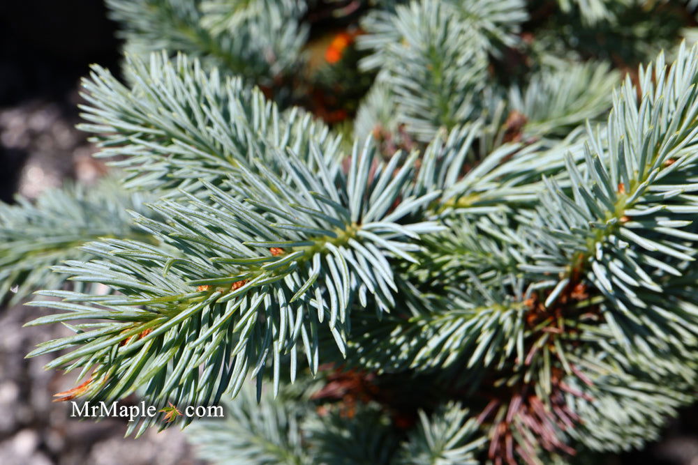 - Picea pungens ‘Globosa' Dwarf Colorado Blue Spruce - Mr Maple │ Buy Japanese Maple Trees