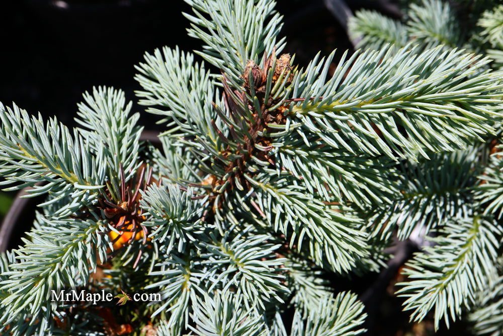 - Picea pungens ‘Globosa' Dwarf Colorado Blue Spruce - Mr Maple │ Buy Japanese Maple Trees