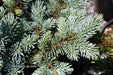 - Picea pungens ‘Globosa' Dwarf Colorado Blue Spruce - Mr Maple │ Buy Japanese Maple Trees