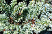 - Picea pungens ‘Globosa' Dwarf Colorado Blue Spruce - Mr Maple │ Buy Japanese Maple Trees