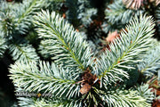 - Picea pungens ‘Globosa' Dwarf Colorado Blue Spruce - Mr Maple │ Buy Japanese Maple Trees