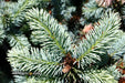 - Picea pungens ‘Globosa' Dwarf Colorado Blue Spruce - Mr Maple │ Buy Japanese Maple Trees