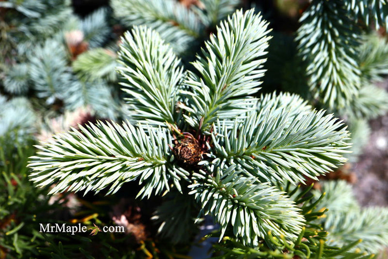 - Picea pungens ‘Globosa' Dwarf Colorado Blue Spruce - Mr Maple │ Buy Japanese Maple Trees