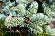 - Picea pungens ‘Globosa' Dwarf Colorado Blue Spruce - Mr Maple │ Buy Japanese Maple Trees