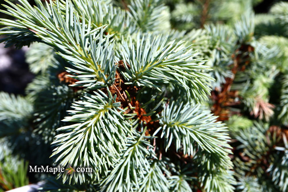 - Picea pungens ‘Globosa' Dwarf Colorado Blue Spruce - Mr Maple │ Buy Japanese Maple Trees