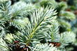 - Picea pungens ‘Globosa' Dwarf Colorado Blue Spruce - Mr Maple │ Buy Japanese Maple Trees