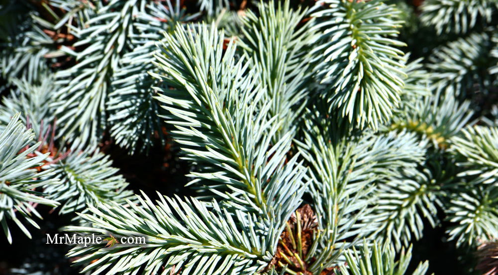 - Picea pungens ‘Globosa' Dwarf Colorado Blue Spruce - Mr Maple │ Buy Japanese Maple Trees