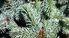 - Picea pungens ‘Globosa' Dwarf Colorado Blue Spruce - Mr Maple │ Buy Japanese Maple Trees