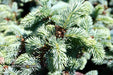 - Picea pungens ‘Globosa' Dwarf Colorado Blue Spruce - Mr Maple │ Buy Japanese Maple Trees