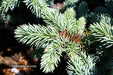 - Picea pungens ‘Globosa' Dwarf Colorado Blue Spruce - Mr Maple │ Buy Japanese Maple Trees