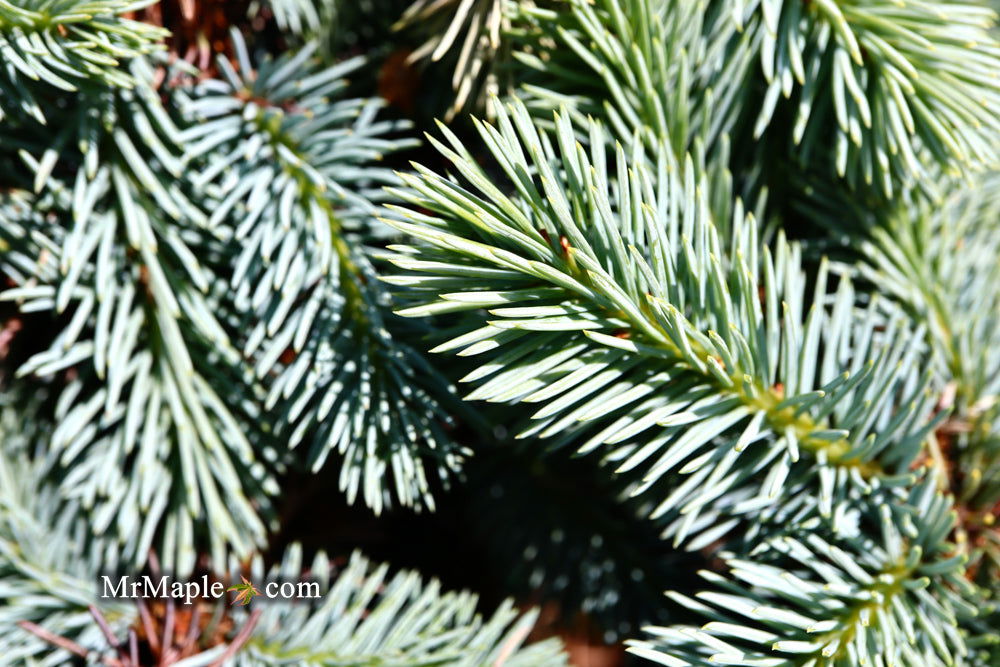 - Picea pungens ‘Globosa' Dwarf Colorado Blue Spruce - Mr Maple │ Buy Japanese Maple Trees