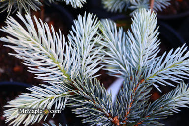 - Picea pungens ‘Hoopsii' Colorado Spruce - Mr Maple │ Buy Japanese Maple Trees