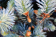 - Picea pungens ‘Hoopsii' Colorado Spruce - Mr Maple │ Buy Japanese Maple Trees