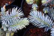 - Picea pungens ‘Hoopsii' Colorado Spruce - Mr Maple │ Buy Japanese Maple Trees