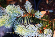 - Picea pungens ‘Hoopsii' Colorado Spruce - Mr Maple │ Buy Japanese Maple Trees