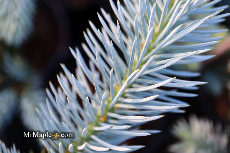 - Picea pungens ‘Hoopsii' Colorado Spruce - Mr Maple │ Buy Japanese Maple Trees