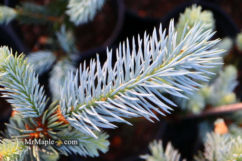 - Picea pungens ‘Hoopsii' Colorado Spruce - Mr Maple │ Buy Japanese Maple Trees