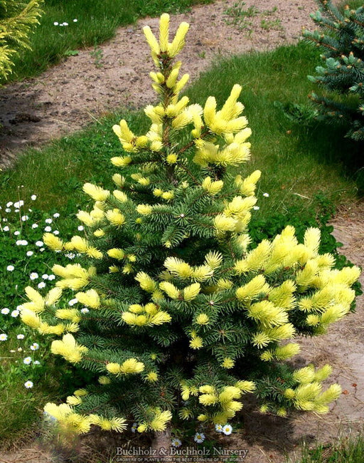 - Picea pungens ‘Maigold' Colorado Spruce - Mr Maple │ Buy Japanese Maple Trees