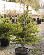 - Picea pungens ‘Maigold' Colorado Spruce - Mr Maple │ Buy Japanese Maple Trees
