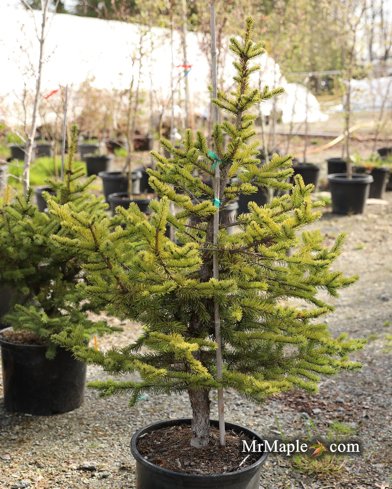 - Picea pungens ‘Maigold' Colorado Spruce - Mr Maple │ Buy Japanese Maple Trees