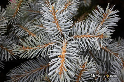 - Picea pungens ‘Montgomery' Dwarf Colorado Spruce - Mr Maple │ Buy Japanese Maple Trees