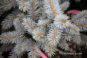 - Picea pungens ‘Montgomery' Dwarf Colorado Spruce - Mr Maple │ Buy Japanese Maple Trees
