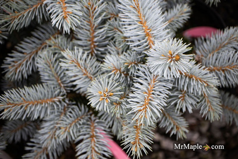 - Picea pungens ‘Montgomery' Dwarf Colorado Spruce - Mr Maple │ Buy Japanese Maple Trees