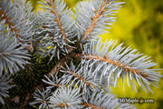 - Picea pungens ‘Montgomery' Dwarf Colorado Spruce - Mr Maple │ Buy Japanese Maple Trees