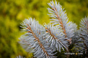 - Picea pungens ‘Montgomery' Dwarf Colorado Spruce - Mr Maple │ Buy Japanese Maple Trees