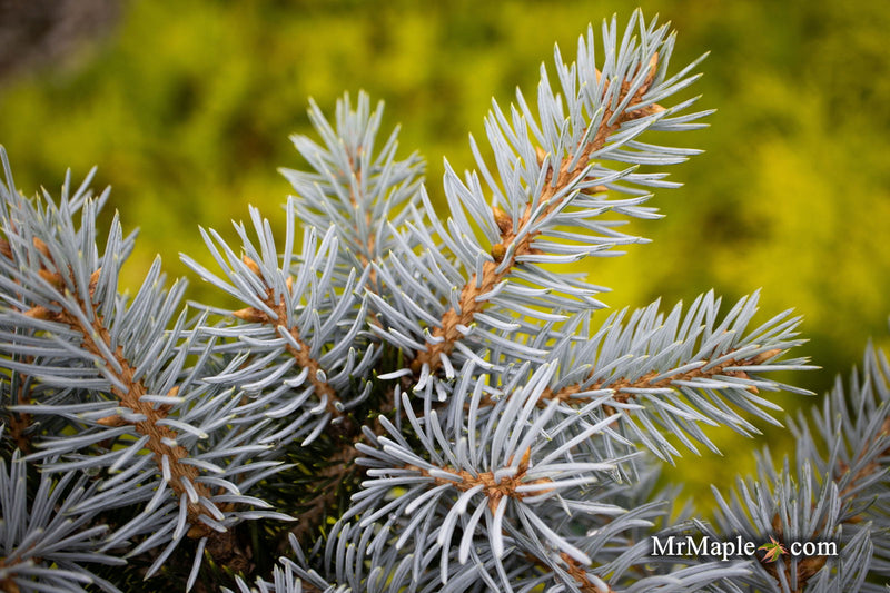 - Picea pungens ‘Montgomery' Dwarf Colorado Spruce - Mr Maple │ Buy Japanese Maple Trees