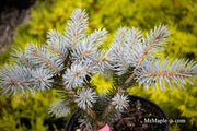 - Picea pungens ‘Montgomery' Dwarf Colorado Spruce - Mr Maple │ Buy Japanese Maple Trees