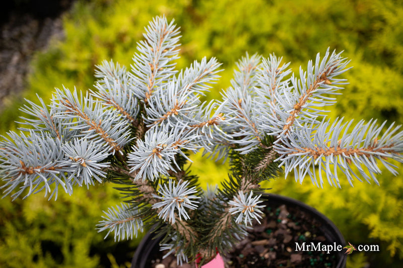 - Picea pungens ‘Montgomery' Dwarf Colorado Spruce - Mr Maple │ Buy Japanese Maple Trees