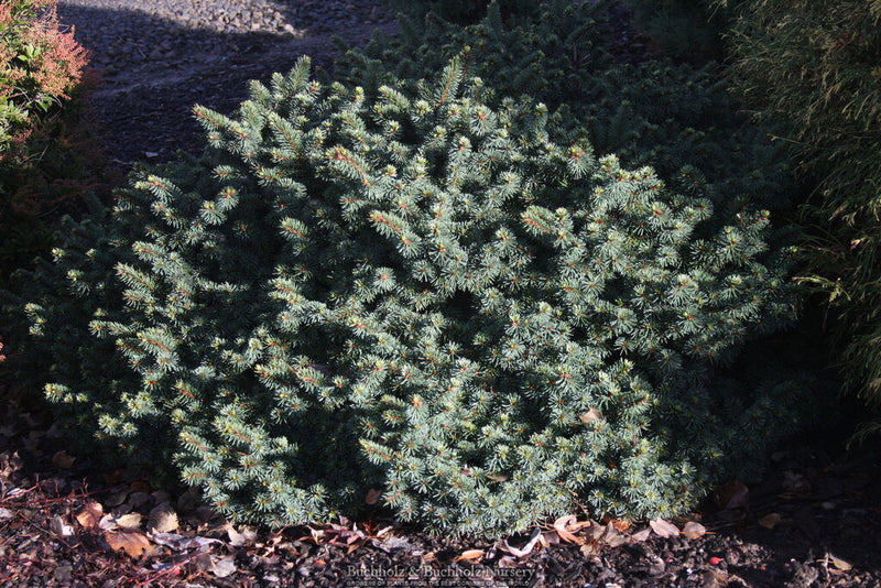 - Picea pungens ‘Mrs. Cesarini' Spruce - Mr Maple │ Buy Japanese Maple Trees