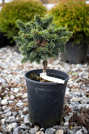 - Picea pungens ‘Mrs. Cesarini' Spruce - Mr Maple │ Buy Japanese Maple Trees