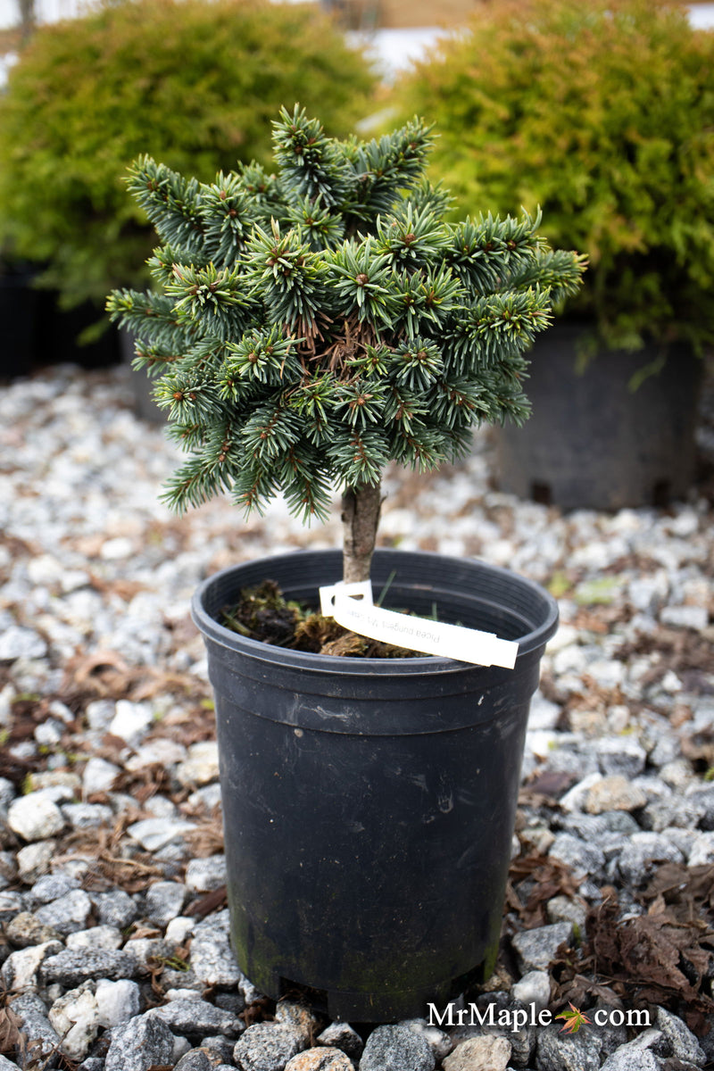 - Picea pungens ‘Mrs. Cesarini' Spruce - Mr Maple │ Buy Japanese Maple Trees