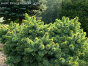 - Picea pungens ‘Mrs. Cesarini' Spruce - Mr Maple │ Buy Japanese Maple Trees