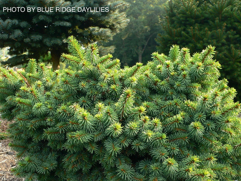 - Picea pungens ‘Mrs. Cesarini' Spruce - Mr Maple │ Buy Japanese Maple Trees