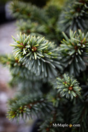 - Picea pungens ‘Mrs. Cesarini' Spruce - Mr Maple │ Buy Japanese Maple Trees