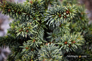 - Picea pungens ‘Mrs. Cesarini' Spruce - Mr Maple │ Buy Japanese Maple Trees