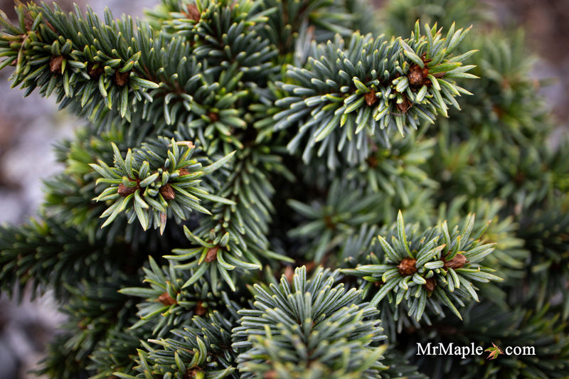 - Picea pungens ‘Mrs. Cesarini' Spruce - Mr Maple │ Buy Japanese Maple Trees