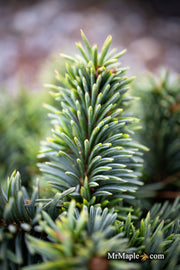 - Picea pungens ‘Mrs. Cesarini' Spruce - Mr Maple │ Buy Japanese Maple Trees