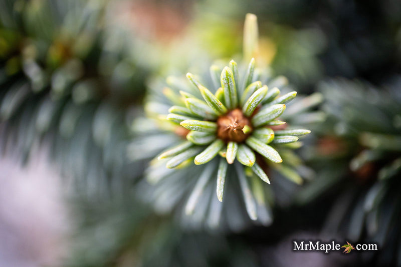 - Picea pungens ‘Mrs. Cesarini' Spruce - Mr Maple │ Buy Japanese Maple Trees