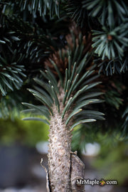 - Picea pungens ‘Mrs. Cesarini' Spruce - Mr Maple │ Buy Japanese Maple Trees