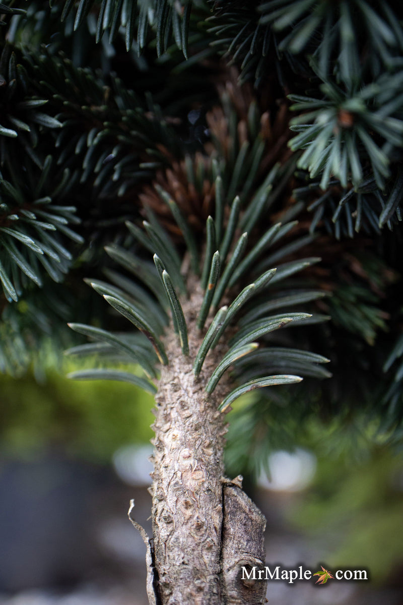 - Picea pungens ‘Mrs. Cesarini' Spruce - Mr Maple │ Buy Japanese Maple Trees