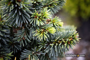 - Picea pungens ‘Mrs. Cesarini' Spruce - Mr Maple │ Buy Japanese Maple Trees