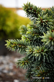 - Picea pungens ‘Mrs. Cesarini' Spruce - Mr Maple │ Buy Japanese Maple Trees