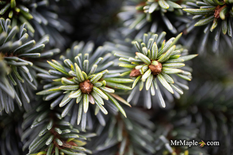 - Picea pungens ‘Mrs. Cesarini' Spruce - Mr Maple │ Buy Japanese Maple Trees