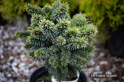 - Picea pungens ‘Mrs. Cesarini' Spruce - Mr Maple │ Buy Japanese Maple Trees