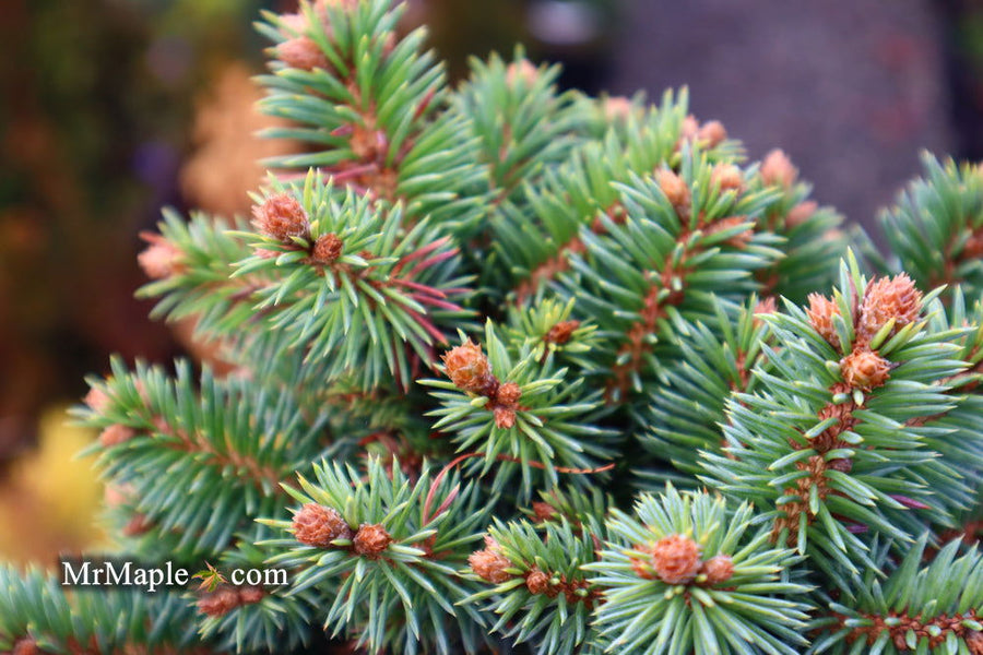 Buy Picea pungens 'Pali' Dwarf Colorado Spruce — Mr Maple